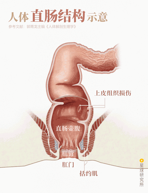 肛交行为相关探讨及分析